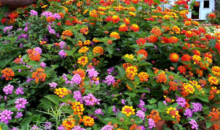 Lantana Plant