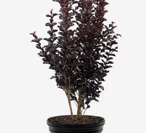 Legastromia Black