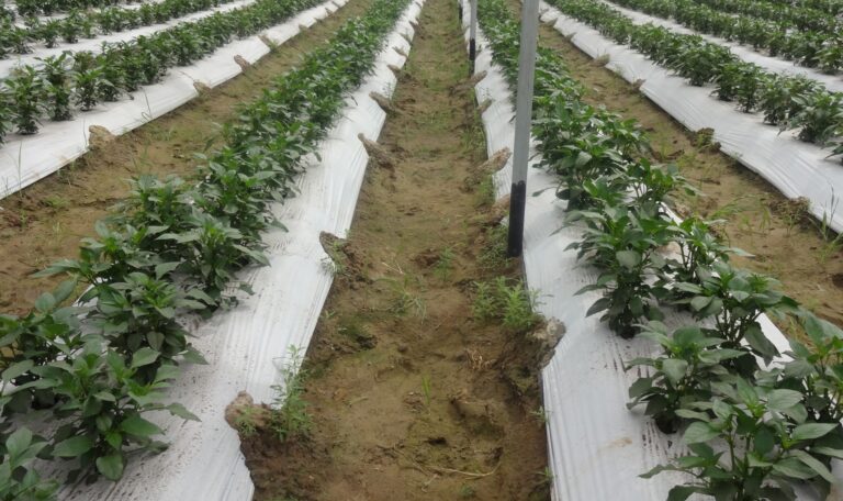 Mulching Films