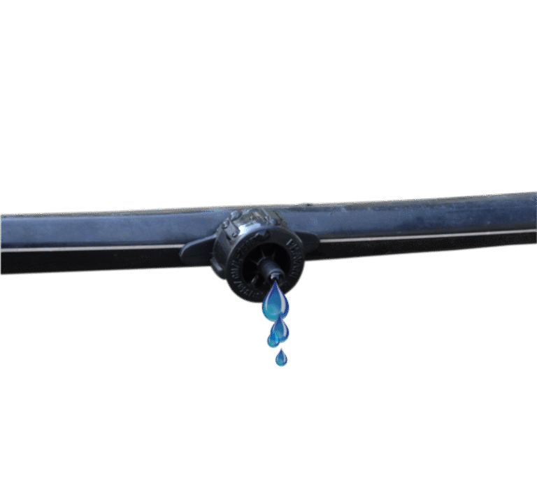 Plain Laterals