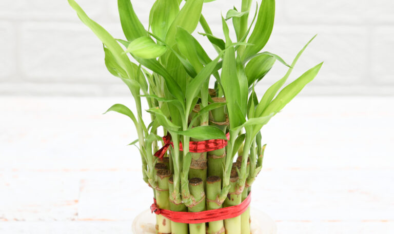 2 Layer Lucky Bamboo Plant in a Bowl with Pebbles