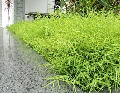 Bamboo Grass - Plant