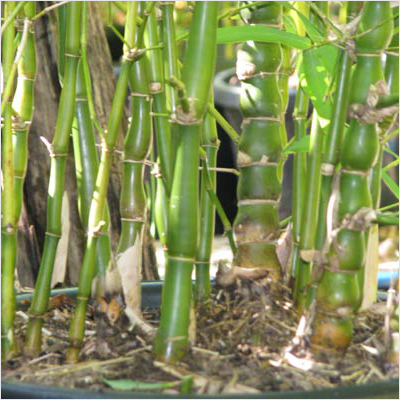 Bambusa Ventricosa, Buddha Belly Bamboo