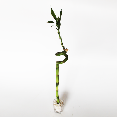 Spiral Stick (1 stick)
