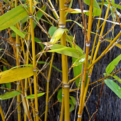 Golden Bamboo, Phyllostachys Aurea