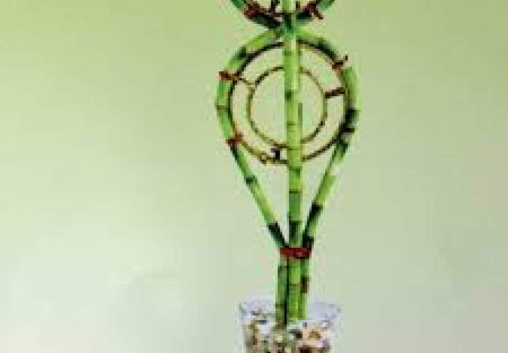 Lucky Bamboo Golden Ring Arrangement