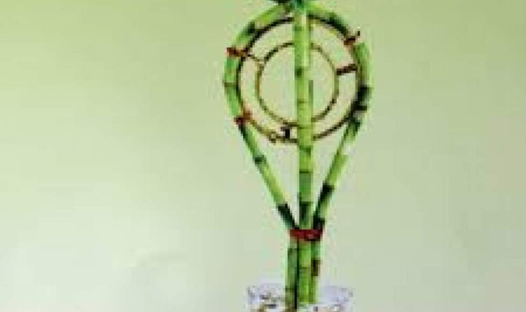 Lucky Bamboo Golden Ring Arrangement