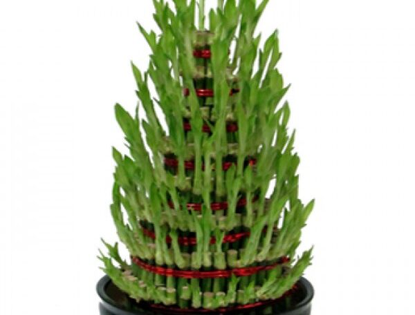 Lucky Bamboo 9 Layer