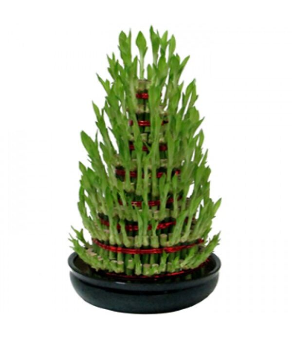 Lucky Bamboo 9 Layer
