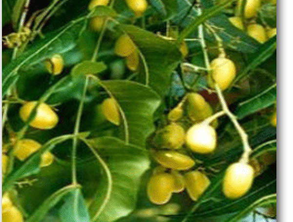 Neem Tree
