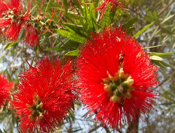 Bottle Brush