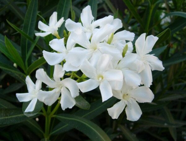 Kaner, Nerium Oleander (White, Single)