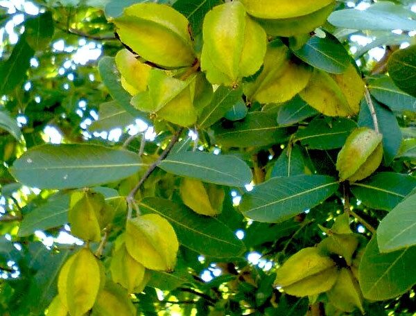 Terminalia Arjuna, Arjun