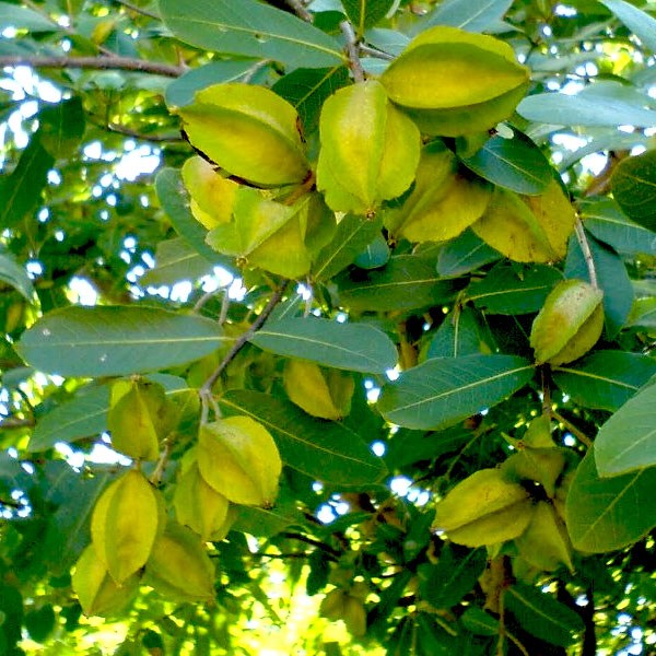Terminalia Arjuna, Arjun