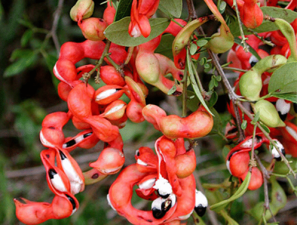 Pithecellobium Dulce, Jungle Jalebi -