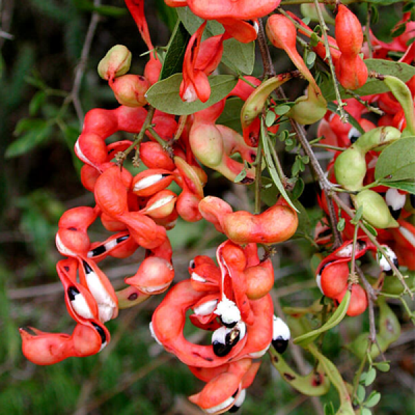 Pithecellobium Dulce, Jungle Jalebi -
