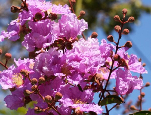 Lagerstroemia Plant