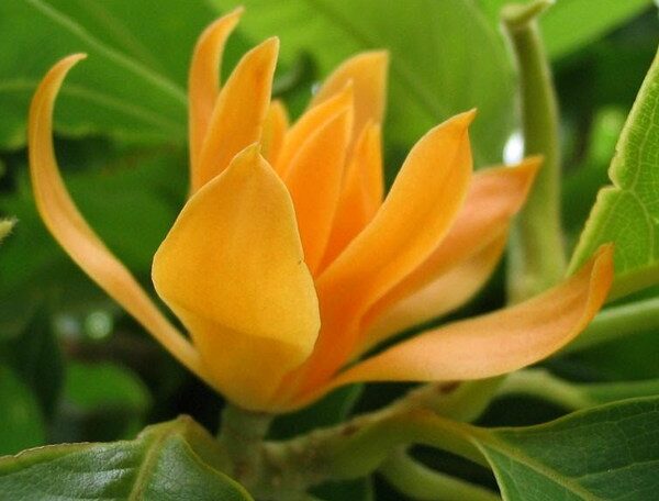 Michelia Champa, Son Champa ( Orange, Grown Through Seed )