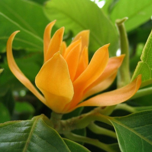 Michelia Champa, Son Champa ( Orange, Grown Through Seed )