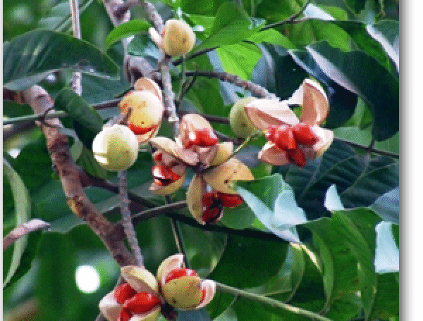 Amoora Rohituka