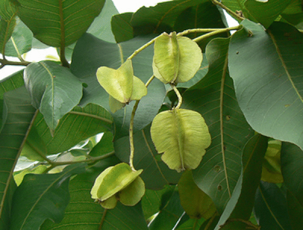 Holoptelea Integrifolia, Vavla, Wawal -