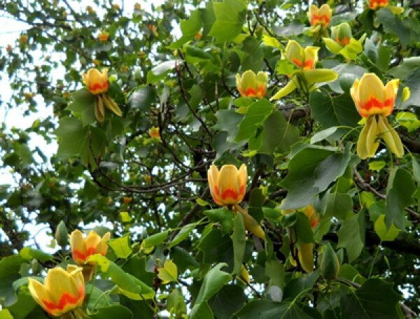 Liriodendron, Tulip Tree, Tulip Poplar