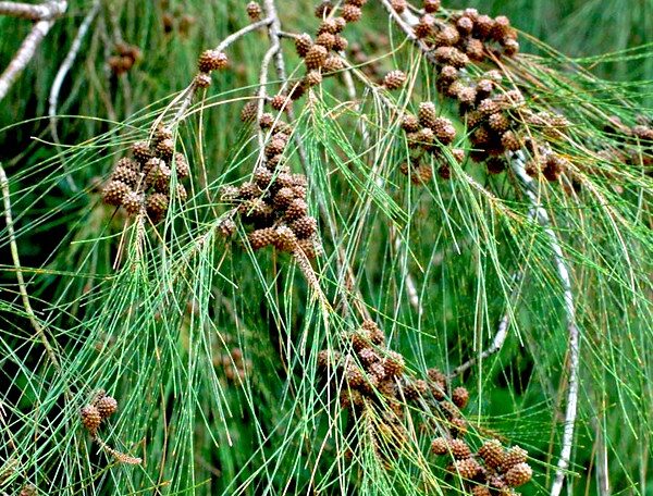 Casuarina equisetifolia, Australian Pine Tree