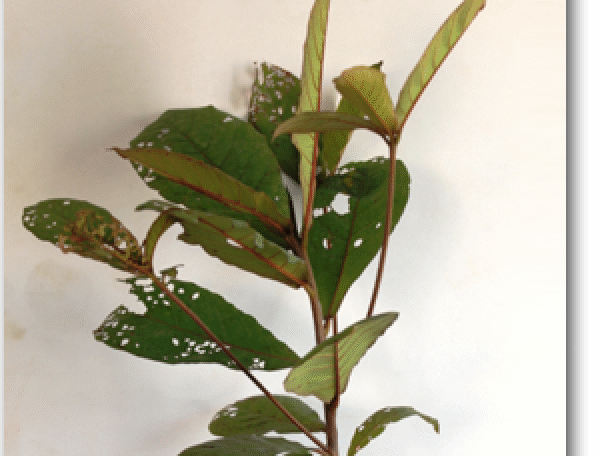 Madagascar Almond, Mini Badam, Terminalia mantaly -