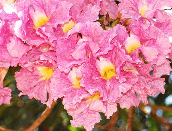 Tabebuia Rosea, Savannah Oak