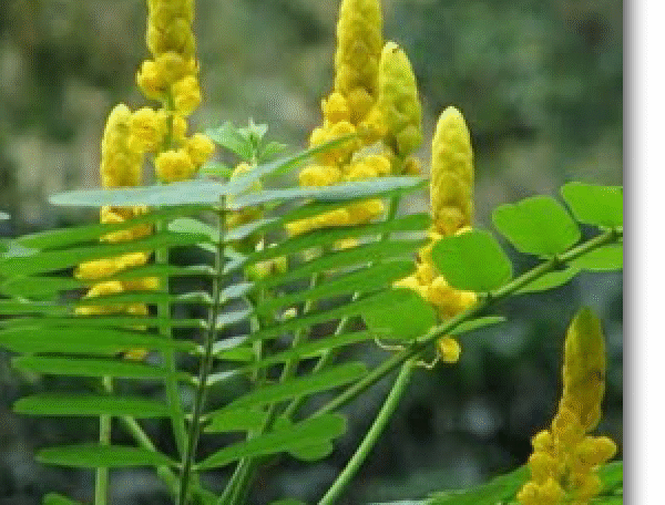 Cassia alata