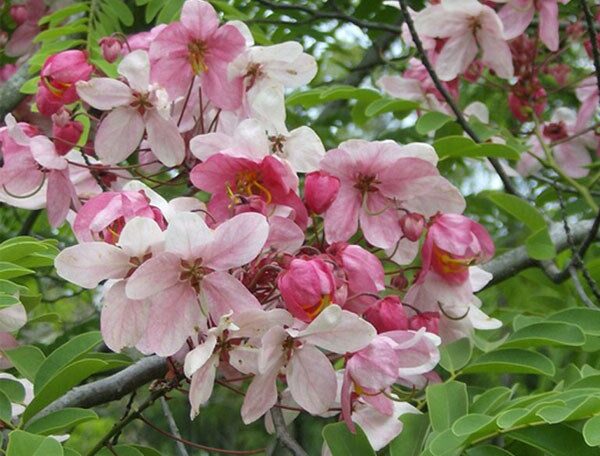 Cassia Javanica, Pink Shower