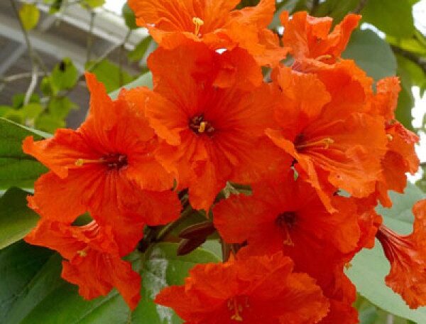 Cordia, Scarlet cordia