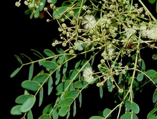 Albizia Procera, siris