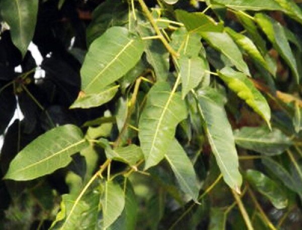 Ficus Infectoria, White Fig