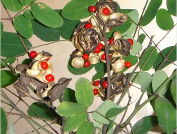 Adenanthera Pavonina, Ratan Gunj -
