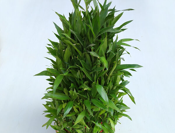 Lucky Bamboo 10 Layer