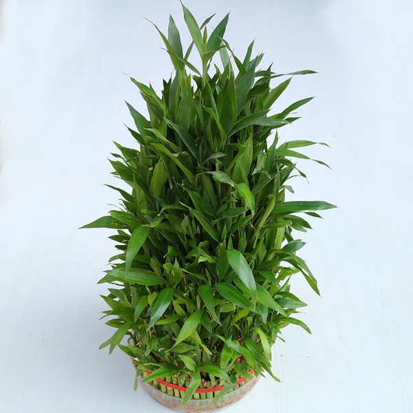 Lucky Bamboo 10 Layer