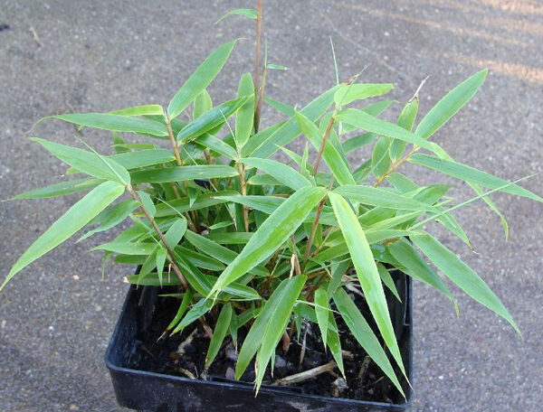 Giant cane, Arundinaria gigantea