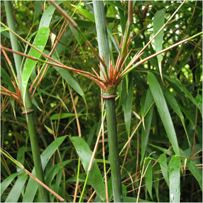 Fargesia dracocephala
