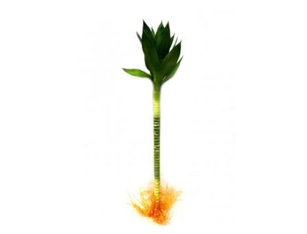 Lotus Bamboo (Small)