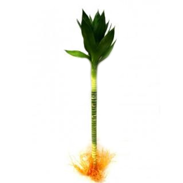 Lotus Bamboo (Big)