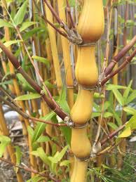 Bambusa Ventricosa Kimmei, Buddha Belly Bamboo Variegated