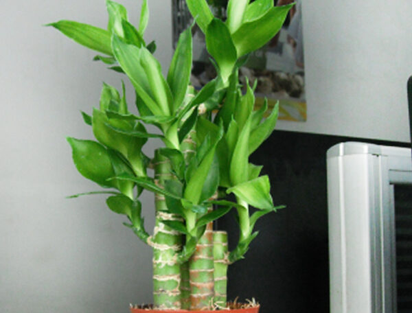 Bamboo Multi Roots