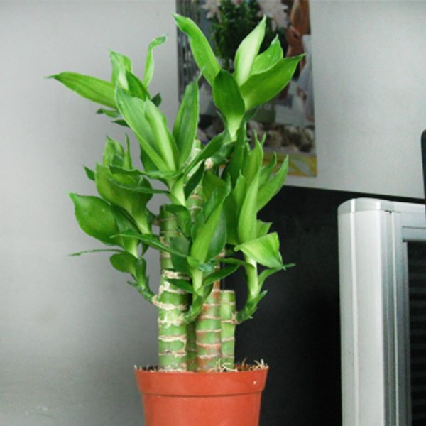 Bamboo Multi Roots