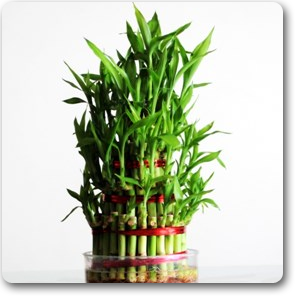 4 Layers Lucky Bamboo