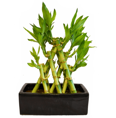 Lucky Bamboo 3 Layer Pyramid