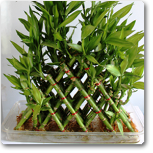 Lucky Bamboo 4 Layer Pyramid