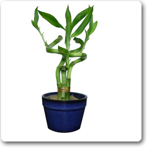 Lucky Bamboo Dome Arrangement