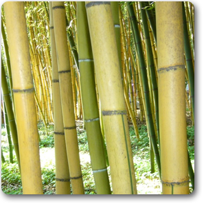 Phyllostachys Sulphurea