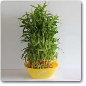 Lucky Bamboo 6 Layer